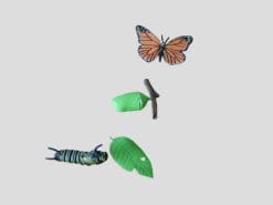 Met de figuren uit Rupsje nooitgenoeg kun je het prentenboek helemaal zelf naspelen.